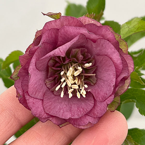 若泉ファームさんのクリスマスローズ：26-01シャルウィダンス　レッド/3.5号ポット【現品販売】