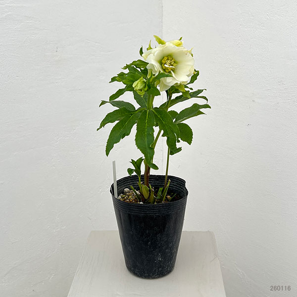 若泉ファームさんのクリスマスローズ：26-02シャルウィダンス　ホワイト/4.5号ポット【現品販売】