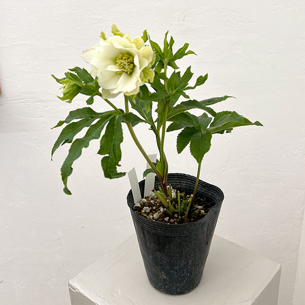若泉ファームさんのクリスマスローズ：26-02シャルウィダンス　ホワイト/4.5号ポット【現品販売】
