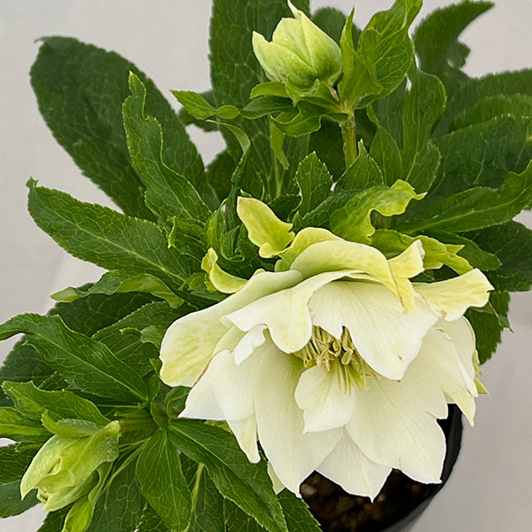 若泉ファームさんのクリスマスローズ：26-02シャルウィダンス　ホワイト/4.5号ポット【現品販売】