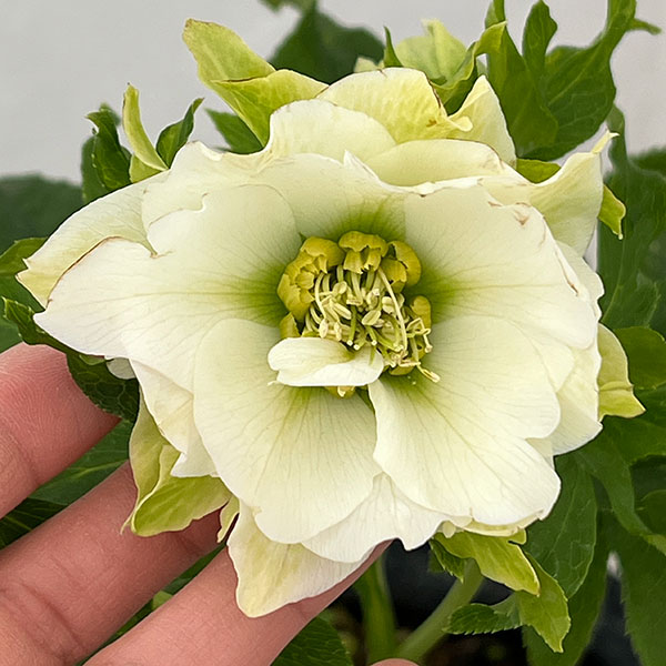 若泉ファームさんのクリスマスローズ：26-02シャルウィダンス　ホワイト/4.5号ポット【現品販売】