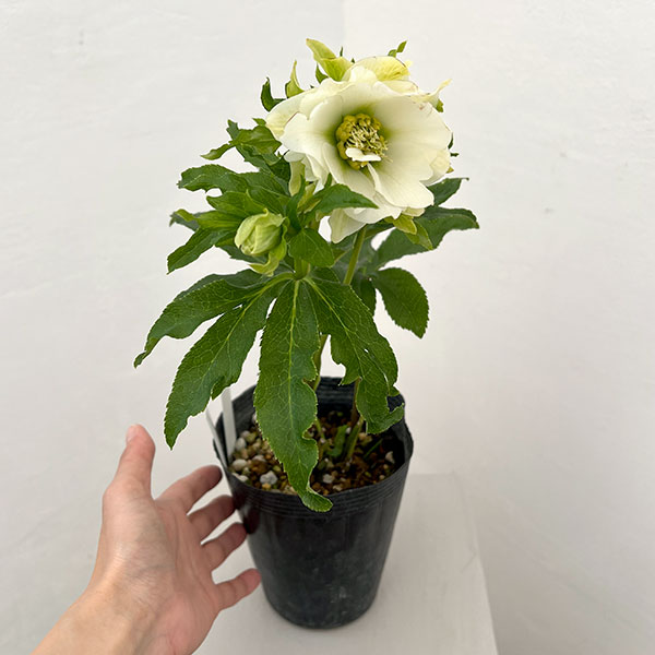 若泉ファームさんのクリスマスローズ：26-02シャルウィダンス　ホワイト/4.5号ポット【現品販売】