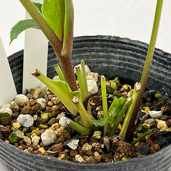 若泉ファームさんのクリスマスローズ：26-02シャルウィダンス　ホワイト/4.5号ポット【現品販売】