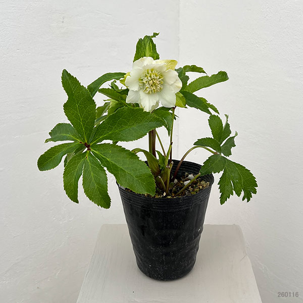 若泉ファームさんのクリスマスローズ：26-03シャルウィダンス　ホワイト/4.5号ポット【現品販売】