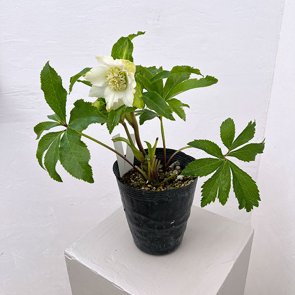 若泉ファームさんのクリスマスローズ：26-03シャルウィダンス　ホワイト/4.5号ポット【現品販売】