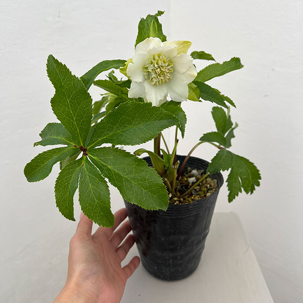若泉ファームさんのクリスマスローズ：26-03シャルウィダンス　ホワイト/4.5号ポット【現品販売】