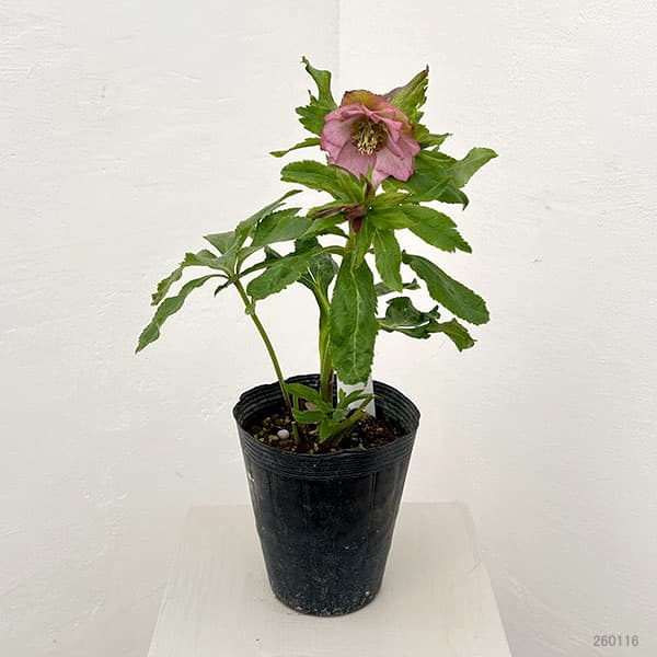若泉ファームさんのクリスマスローズ：26-04シャルウィダンス　ピンク/4.5号ポット【現品販売】