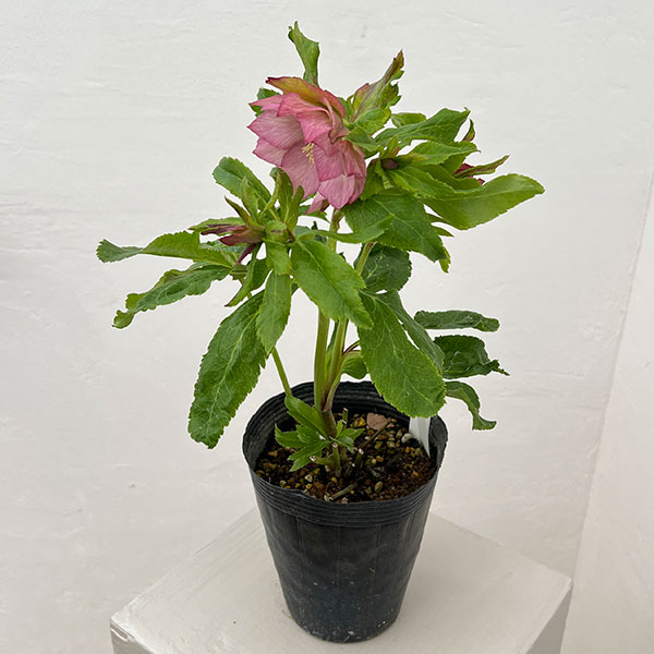 若泉ファームさんのクリスマスローズ：26-04シャルウィダンス　ピンク/4.5号ポット【現品販売】