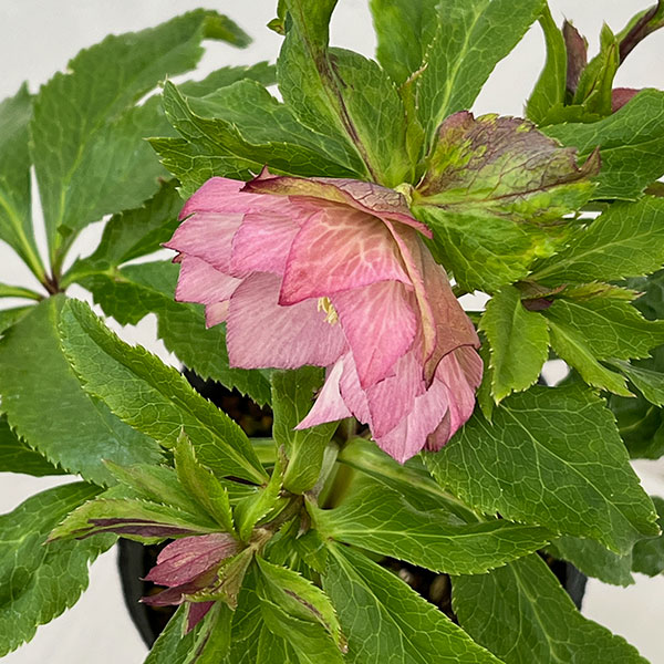 若泉ファームさんのクリスマスローズ：26-04シャルウィダンス　ピンク/4.5号ポット【現品販売】