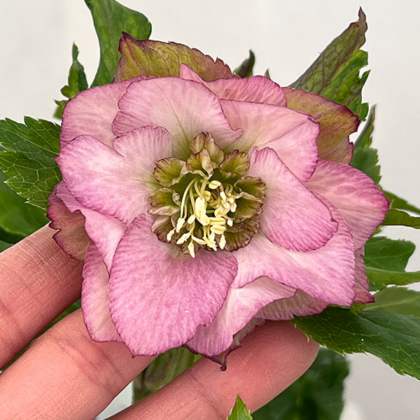 若泉ファームさんのクリスマスローズ：26-04シャルウィダンス　ピンク/4.5号ポット【現品販売】