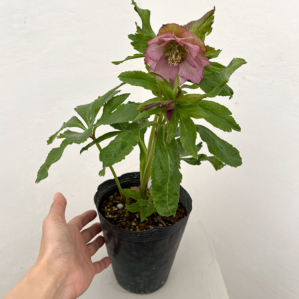 若泉ファームさんのクリスマスローズ：26-04シャルウィダンス　ピンク/4.5号ポット【現品販売】