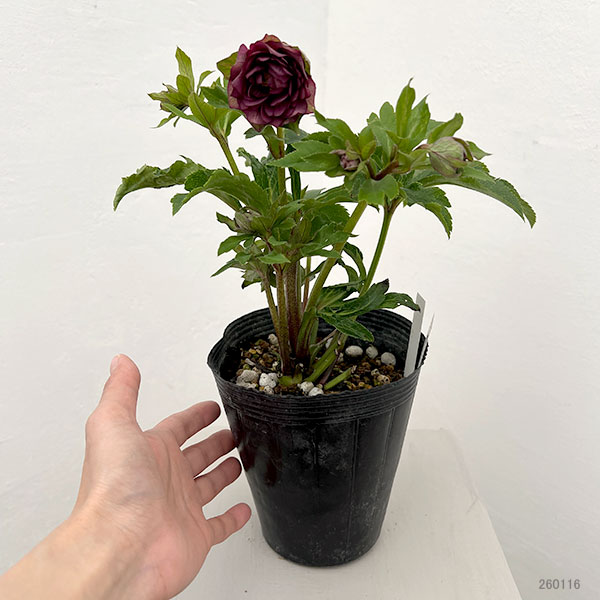 若泉ファームさんのクリスマスローズ：26-05ダブル/4.5号ポット【現品販売】