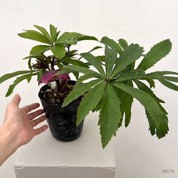 若泉ファームさんのクリスマスローズ：26-06クロアチカスハイブリッド/4.5号ポット【現品販売】