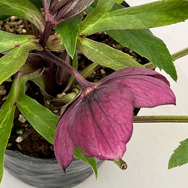 若泉ファームさんのクリスマスローズ:26-06クロアチカスハイブリッド/4.5号ポット【現品販売】