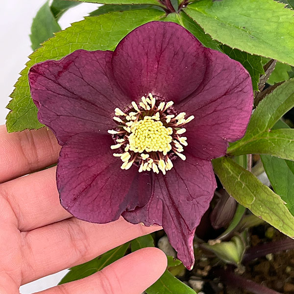 若泉ファームさんのクリスマスローズ:26-06クロアチカスハイブリッド/4.5号ポット【現品販売】