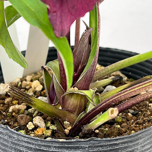 若泉ファームさんのクリスマスローズ:26-06クロアチカスハイブリッド/4.5号ポット【現品販売】