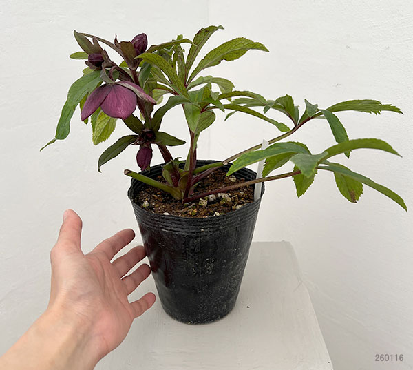 若泉ファームさんのクリスマスローズ：26-07クロアチカスハイブリッド/4.5号ポット【現品販売】