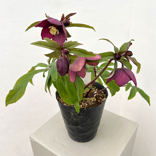 若泉ファームさんのクリスマスローズ：26-07クロアチカスハイブリッド/4.5号ポット【現品販売】