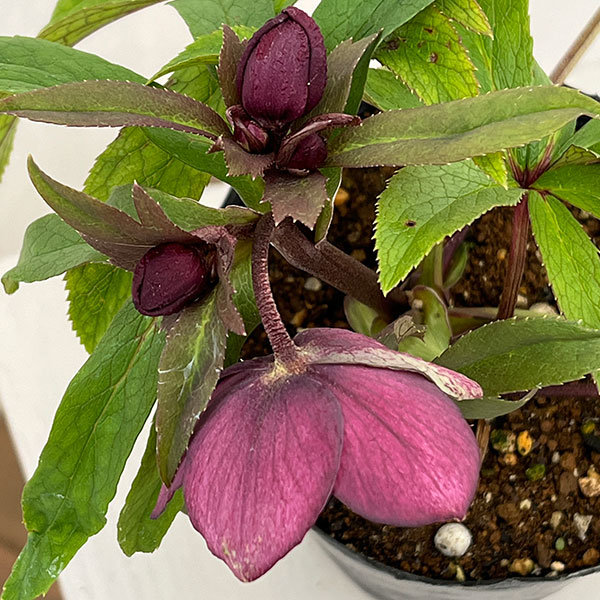 若泉ファームさんのクリスマスローズ：26-07クロアチカスハイブリッド/4.5号ポット【現品販売】