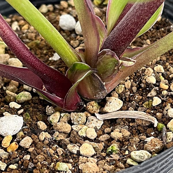 若泉ファームさんのクリスマスローズ：26-07クロアチカスハイブリッド/4.5号ポット【現品販売】