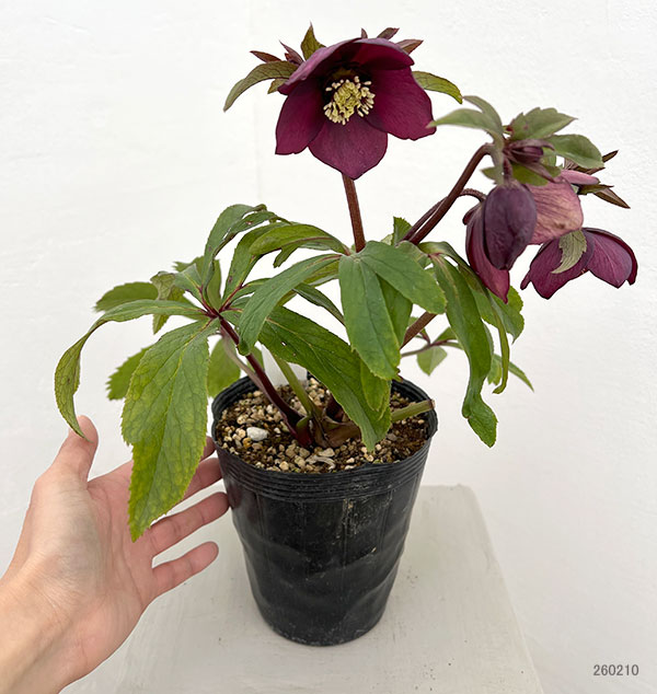 若泉ファームさんのクリスマスローズ：26-07クロアチカスハイブリッド/4.5号ポット【現品販売】