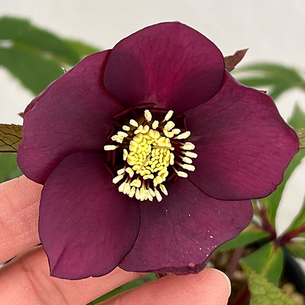 若泉ファームさんのクリスマスローズ：26-07クロアチカスハイブリッド/4.5号ポット【現品販売】