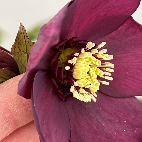 若泉ファームさんのクリスマスローズ：26-07クロアチカスハイブリッド/4.5号ポット【現品販売】