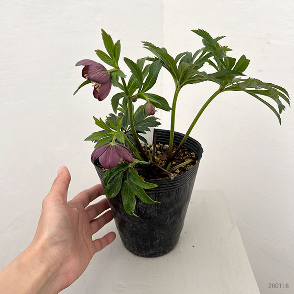 若泉ファームさんのクリスマスローズ：26-08シングル/4.5号ポット【現品販売】