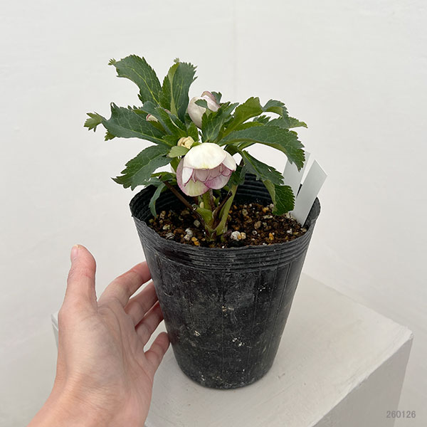 若泉ファームさんのクリスマスローズ:26-11ダブル/4.5号ポット【現品販売】