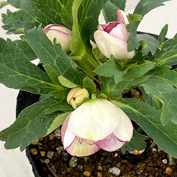 若泉ファームさんのクリスマスローズ:26-11ダブル/4.5号ポット【現品販売】