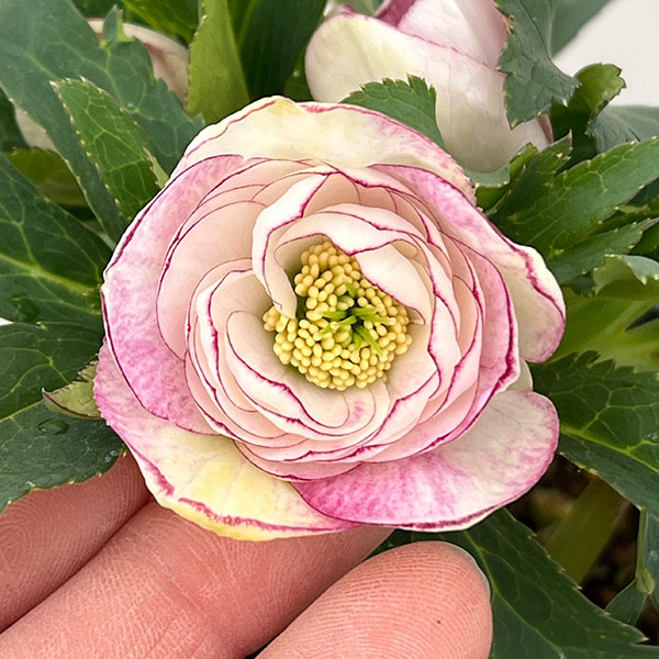 若泉ファームさんのクリスマスローズ:26-11ダブル/4.5号ポット【現品販売】