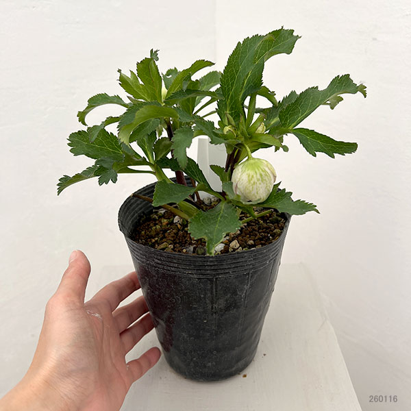 若泉ファームさんのクリスマスローズ：26-12ダブル/4.5号ポット【現品販売】