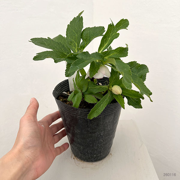 若泉ファームさんのクリスマスローズ：26-13ダブル/4.5号ポット【現品販売】