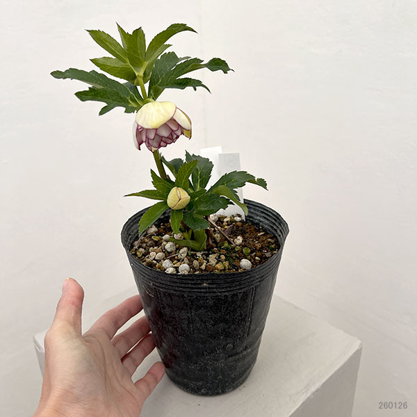 若泉ファームさんのクリスマスローズ:26-14ダブル/4.5号ポット【現品販売】