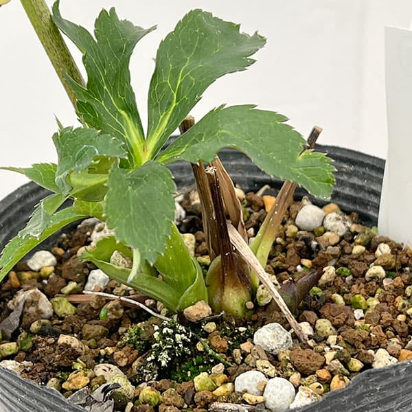 若泉ファームさんのクリスマスローズ:26-14ダブル/4.5号ポット【現品販売】