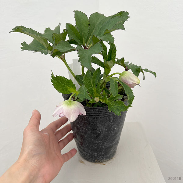 若泉ファームさんのクリスマスローズ：26-16ダブル/4.5号ポット【現品販売】