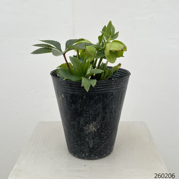 若泉ファームさんのクリスマスローズ：26-17シングル　翡翠/4.5号ポット【現品販売】／4.5号ポット【現品販売】