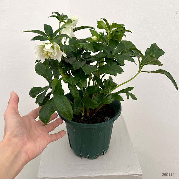 クリスマスローズ：ダブルエレン26-01／5号鉢【現品販売】