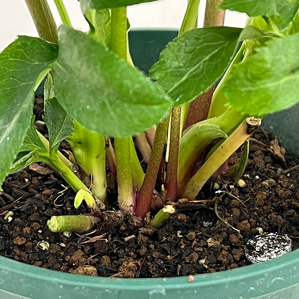 クリスマスローズ：ダブルエレン26-01／5号鉢【現品販売】