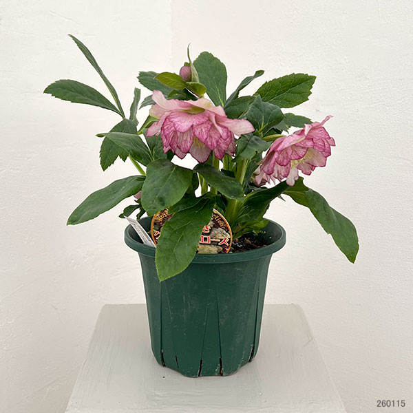 クリスマスローズ：ダブルエレン26-02／5号鉢【現品販売】