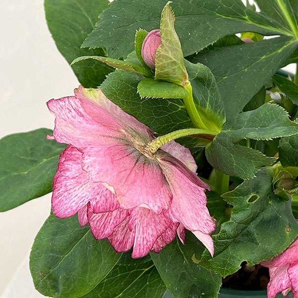 クリスマスローズ：ダブルエレン26-02／5号鉢【現品販売】