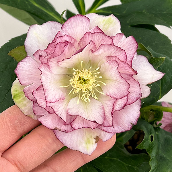 クリスマスローズ：ダブルエレン26-02／5号鉢【現品販売】