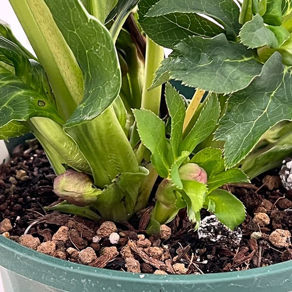 クリスマスローズ：ダブルエレン26-02／5号鉢【現品販売】