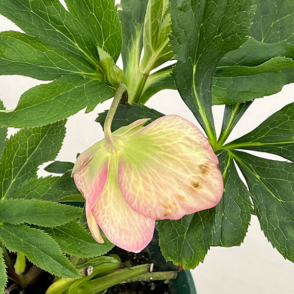 クリスマスローズ：ダブルエレン26-03／5号鉢【現品販売】