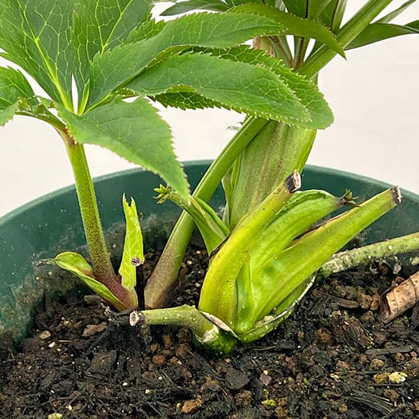 クリスマスローズ：ダブルエレン26-03／5号鉢【現品販売】