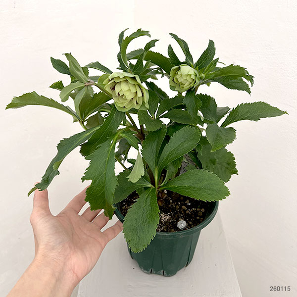 クリスマスローズ：ダブルエレン26-04／5号鉢【現品販売】