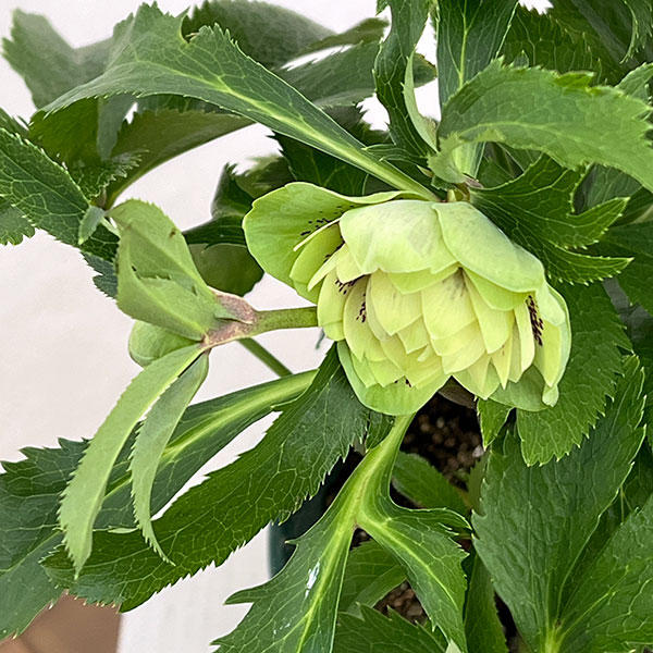 クリスマスローズ：ダブルエレン26-04／5号鉢【現品販売】