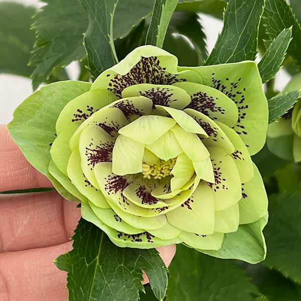 クリスマスローズ：ダブルエレン26-04／5号鉢【現品販売】