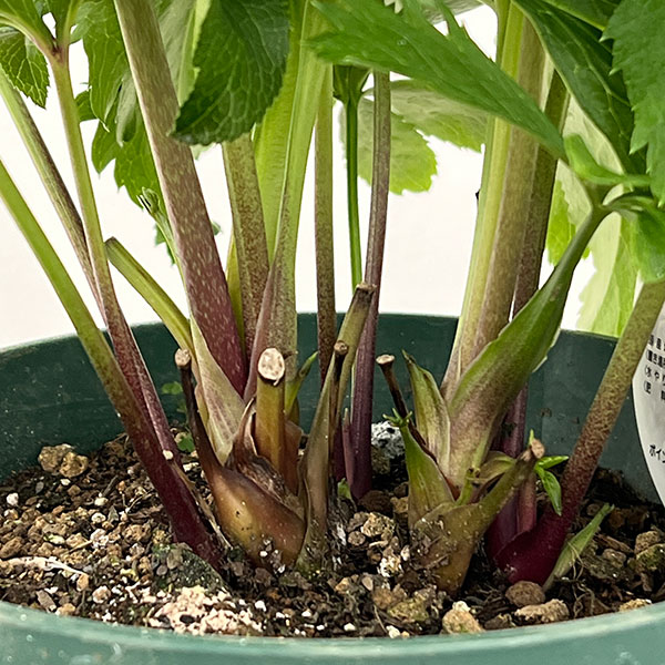 クリスマスローズ：ダブルエレン26-04／5号鉢【現品販売】