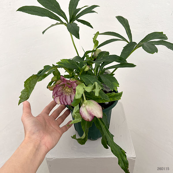 クリスマスローズ：ダブルエレン26-05／5号鉢【現品販売】